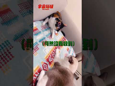 不知道怎麼跟其他貓咪玩的自嗨貓咪 最後竟翻臉了.. #宇宙貓咪 #cat #shorts #shortstw