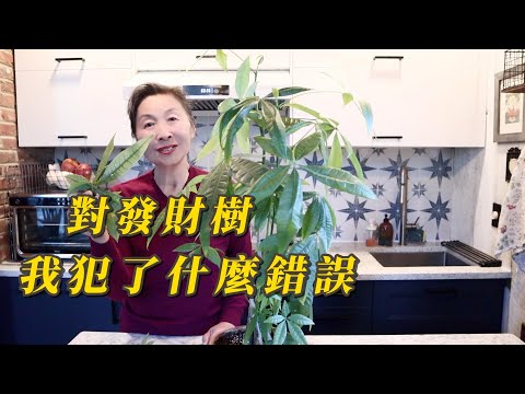 【園藝】分享我犯的一個極大的錯誤｜發財樹應該放什麼位置