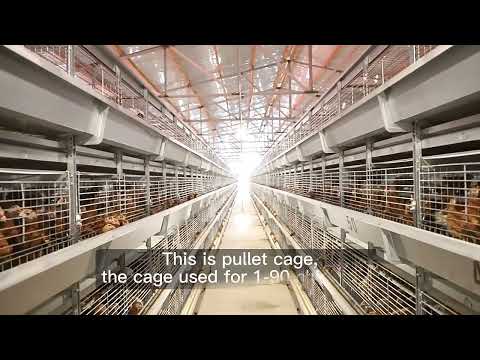 pullet cage