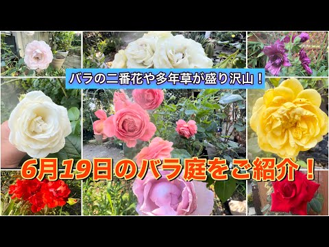 バラの二番花や多年草が盛り沢山！6月19日のバラ庭の様子をご紹介します🌹【バラ庭】