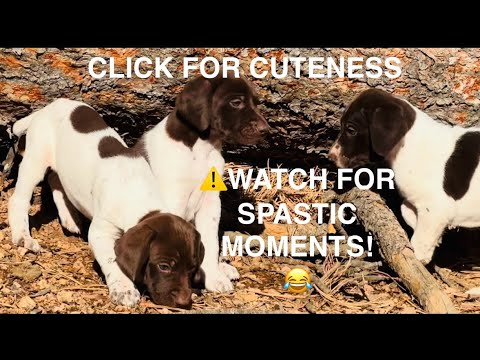 DAY 32!  GERMAN SHORTHAIR POINTER PUPPIES!   The CUTENESS PREVAILS!