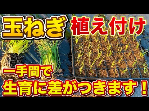 【玉ねぎ栽培】植え付け前に絶対に確認したいこと３選！ホームセンターで購入した苗と自分で育てた苗を比較してみた！