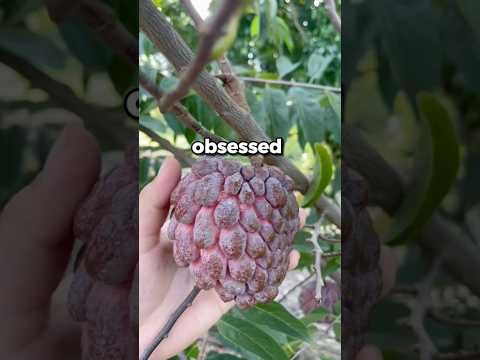 Red Sugar Apple trees at Everglades Farm, more irresistible than your ex’s IG scrolls! #tree #garden