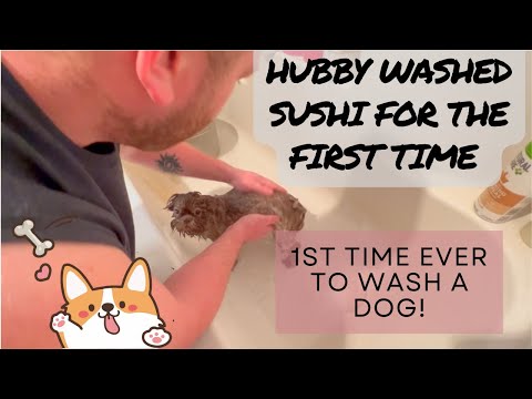 Hubby Washed a Dog/Sushi For the First Time