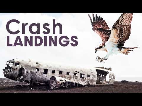 Encounters In The Air: The Impact Of Bird Collisions On Aircraft Safety | Missing Link | Documentary