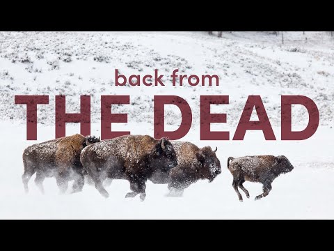 3 Animals That Came Back From Extinction | North America