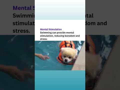 Is swimming exercise good for dogs?