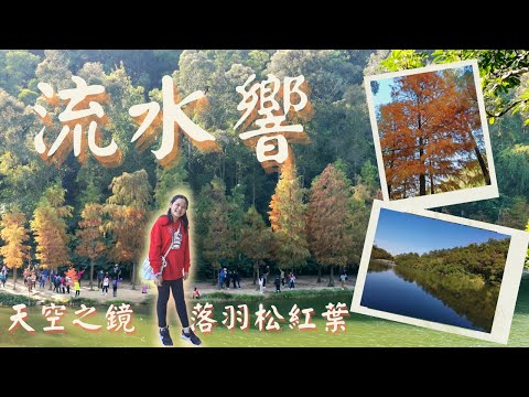 流水響 |Lau Shui Heung Reservoir |流水響水塘 |落羽松 |初級行山路線 |粉嶺 |香港好去處 |親子行山路線#香港行山 #香港好去處 #流水響 #hiking{香港好好玩}