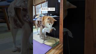 16歳の秋、食欲の秋　 #shiba #柴犬