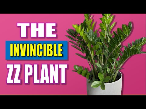 "Invincible" ZZ Plant Care Guide - Zamioculcas Zamiifolia