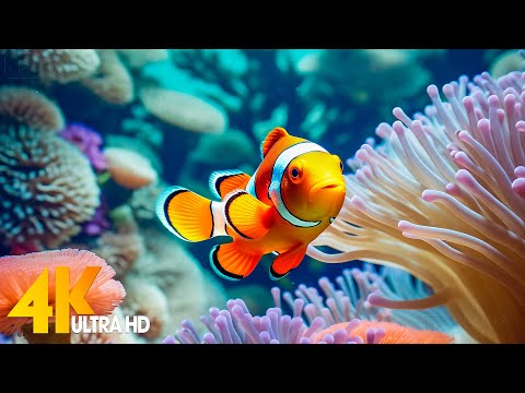 Aquarium 4K VIDEO (ULTRA HD) 🐠 Beautiful Coral Reef Fish - Relaxing Sleep Meditation Music