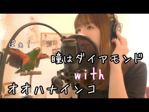 瞳はダイアモンド/松田聖子 Cover with オオハナインコ