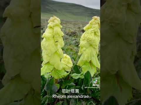 Rheum nobile and Rheum alexandrae 塔黄和苞叶大黄