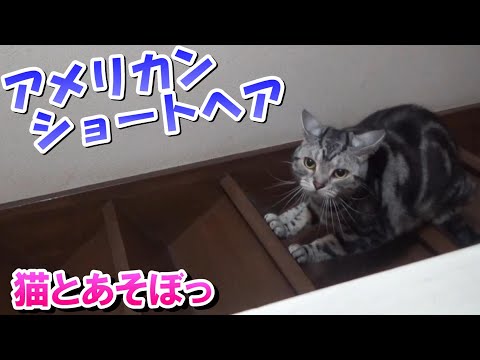 猫のいる暮らし！猫とあそぼ！（アメリカンショートヘア）