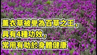 薰衣草被譽為百草之王，具有4種功效，常用有助於身體健康