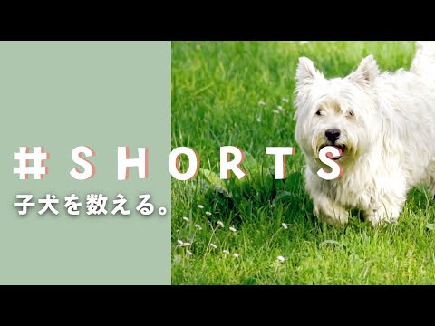 何匹見えた？ドイツのホテルで子犬を数える🐶|  How many westies? | BTS of my vlog #Shorts005