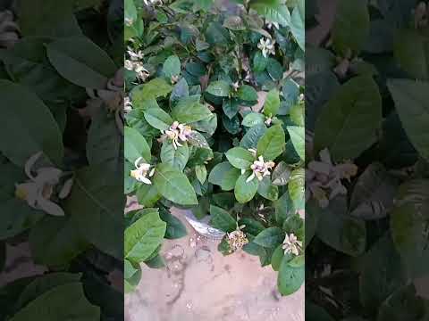 Citrus Plant in Container #agriculture #shortavideo #shorts