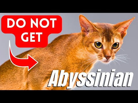 7 Reasons Why You SHOULD NOT Get An Abyssinian Cat