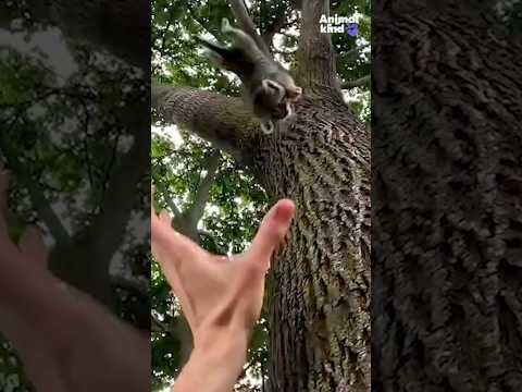 Tree-climbing hero’s quick reflexes save kitten from terrifying tumble | Humankind #shorts #goodnews