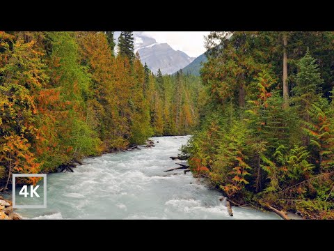 4K British Columbia Ambience | Mt Robson Provincial Park | Canadian Rockies | Relaxing River Sounds