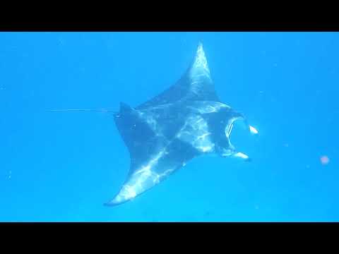 Amazing Maldives diving and snorkelling in the South Ari Atoll, from Vilamendhoo July 2018