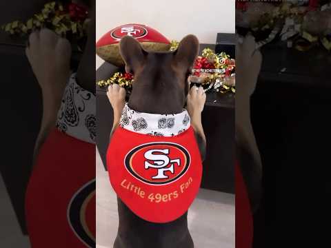 French Bulldog 49ers Fan | Do It For The Bay | Frenchie Trekker TV #Shorts #49ers