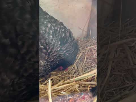 Mother Hen Accepts A Strange Egg As Her Own #shorts #animals #cute #birds #hens