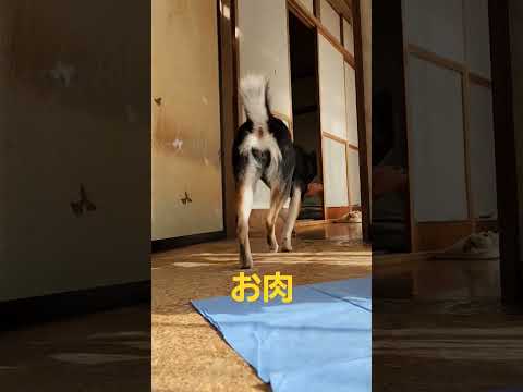 お肉バージョン🍗大好きなおもちゃを運ぶ#保護犬 #多頭飼育崩壊 #保護犬を家族に #柴犬 #柴犬のいる暮らし