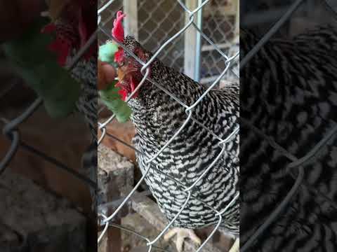 The gummy worms were out growing my tarantulas so the chickens got a treat! #chickens #gummyworms