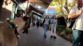 Cash 2.0 Great Dane-deer at the Topanga Village outdoor mall 2024 (4 of 4)