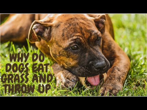 Why Do Dogs Eat Grass And Throw Up