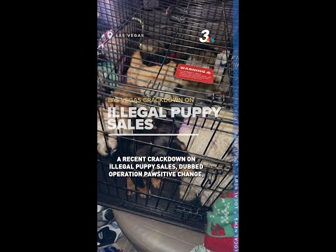 Illegal puppy sales crackdown