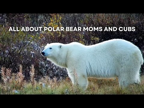 All About Polar Bear Moms and Cubs | Tundra Connections