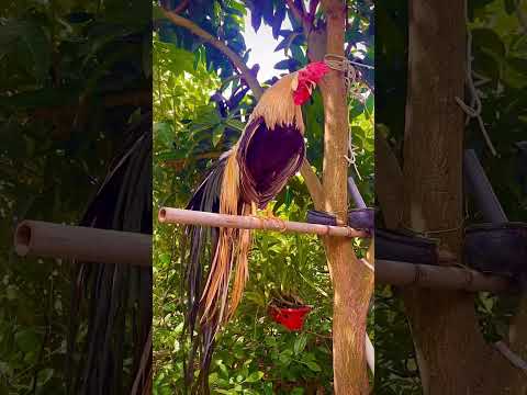 Chú gà trống có bộ lông tuyệt vời #フクロウの羽ばたき #birds #parrotbeakaseelmurgaladai #chicken