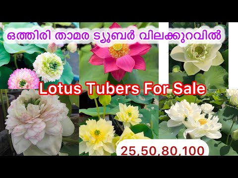 Sale 🔊Sale🔊25,50 താമരയുടെ Tubers വിലക്കുറവിൽ /Lotus Tubers for Sale #malayalam #youtube #viralvideo