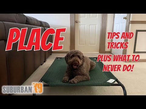 How To Teach Dogs The Place Command