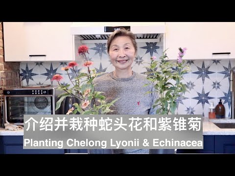 SUB）【种花】介绍并栽种蛇头花和紫锥菊｜把花谢了的千头菊种到地里｜Planting Chelong Lyonii & Echinacea