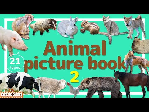 Animal Picture Book | Video for Kids 【どうぶつ図鑑②】21種類のいろんな動物をみてみよう！英語知育アニメ