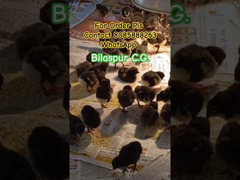 Pure Desi Black Australorp Chicks Available #bilaspurpoultry #balckaustralorp #desipoultryfarming