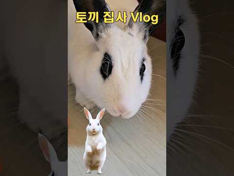 2년차 토끼 집사 Vlog   #토끼집사 #토끼