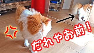 鏡に映る自分を威嚇する猫はこちらです