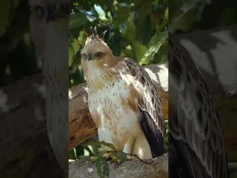 King of birds | Changeable hawk eagle #wildlife #wildlifephotography #natgeowild