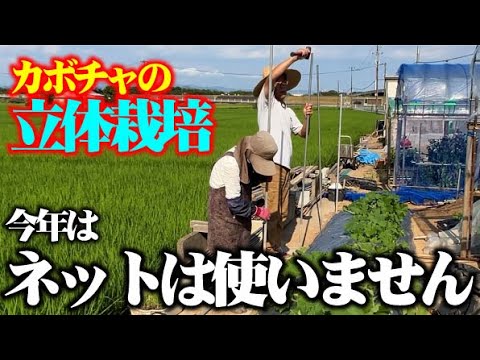 【味良し！姿良し！栽培中の手入れも簡単！】カボチャは立体栽培がオススメ【カボチャ】【うどんこ病】【納豆菌液】【細菌斑点病】【ウリハムシ】