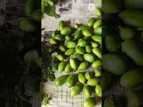 Evening Harvest