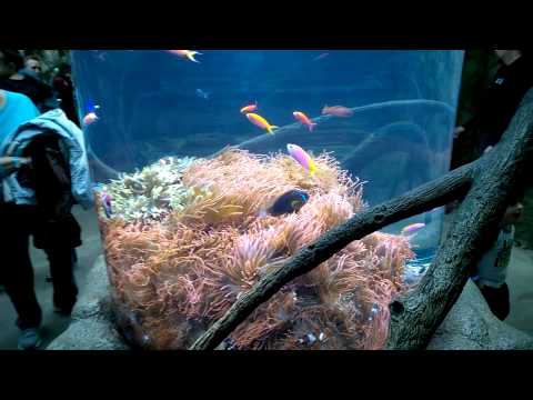 Anemone Tank Downtown Aquarium Denver CO