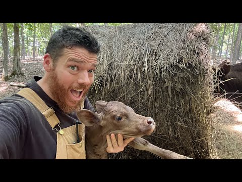 Our Irish Dexter Cow Is Officially A Steer!