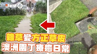 澳洲園丁療癒工作日常　整理雜草變90度方正草皮｜除草｜園藝｜精選影片