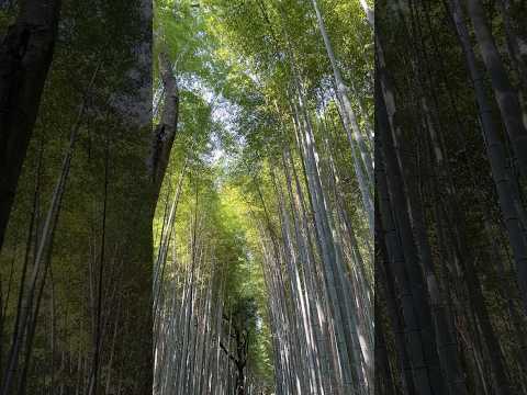 京都「嵐山竹林小徑」超壯觀的竹林風景🎋週邊還能搭乘人力車以及商店，一起來趟竹林之旅吧✨#嵐山竹林 #竹林小徑 #京都嵐山 #嵯峨 #嵯峨野線  #大阪 #日本 #travel