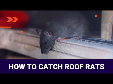 How to Catch Roof Rats - 3 Ways to Catch Roof Rats | The Guardians Choice