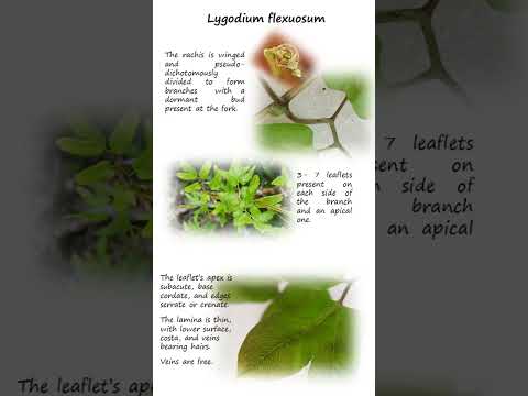 Lygodium flexuosum from the family Lygodiaceae (Climbing ferns) #ferns #plants #botany #biology